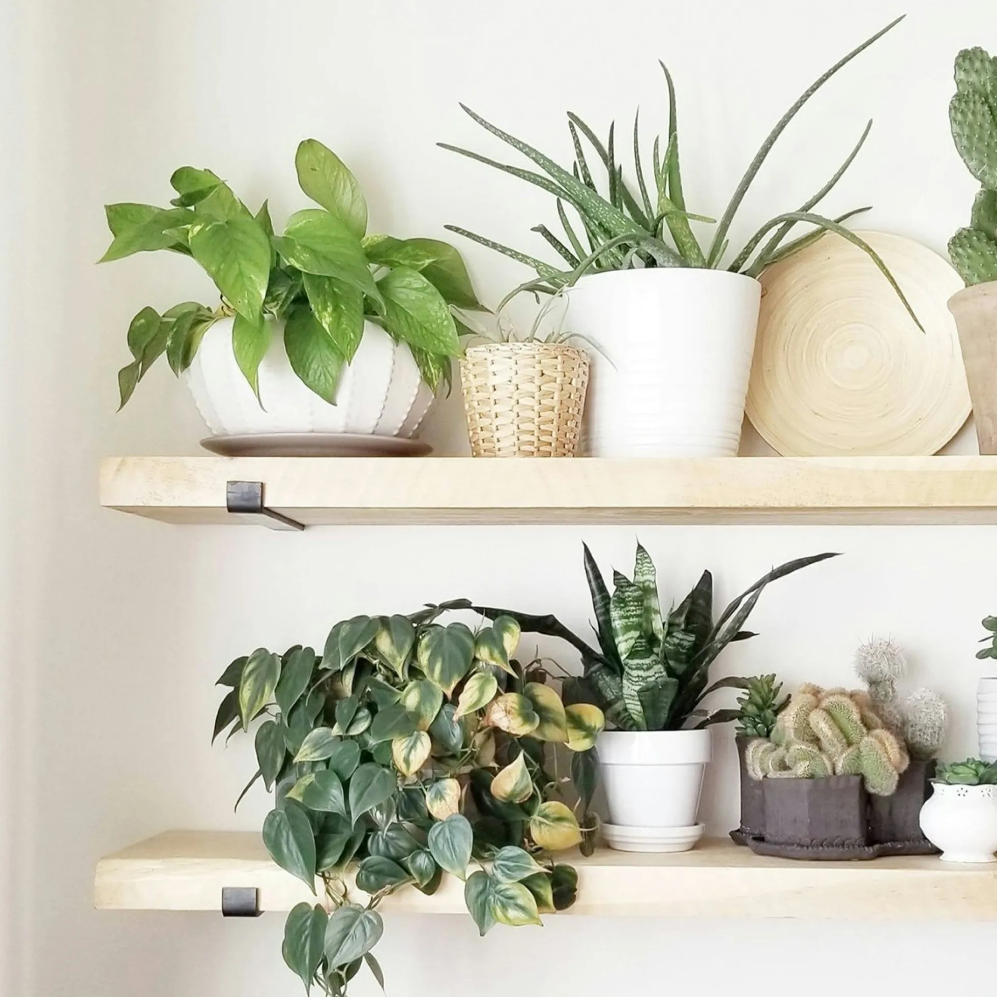 Etagère murale décor bois clair avec supports noirs (x2) JENA