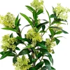 Plante artificielle skimmia en pot H 75 cm